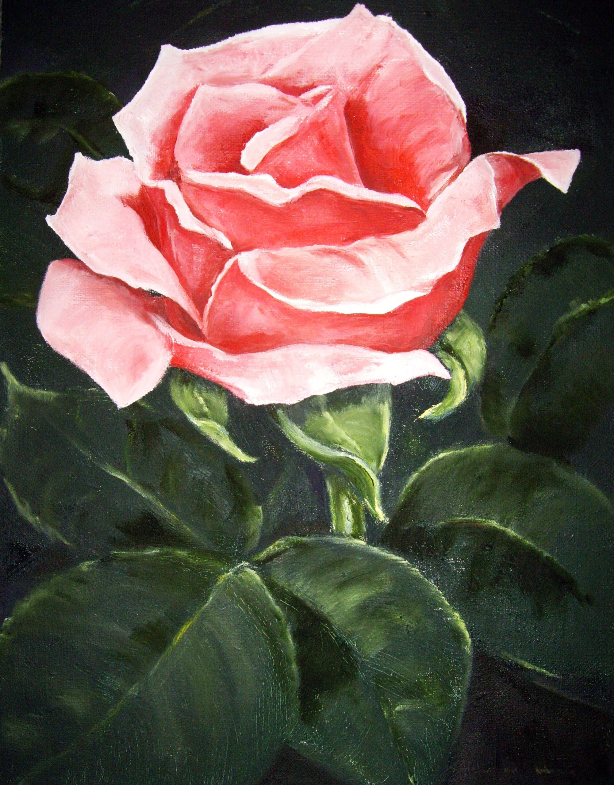 Rosa ros med blad - 501